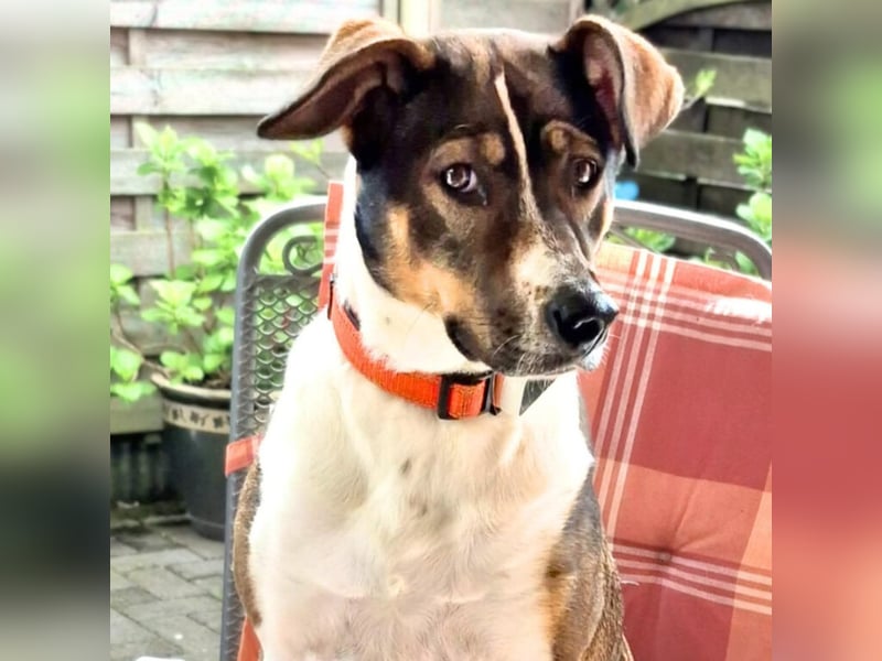 Joy - verschmust&verspielt