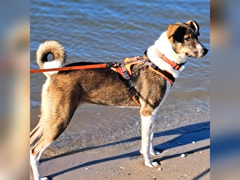 Joy - verschmust&verspielt