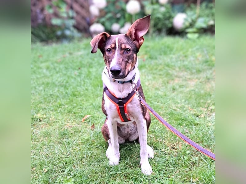 Joy - verschmust&verspielt