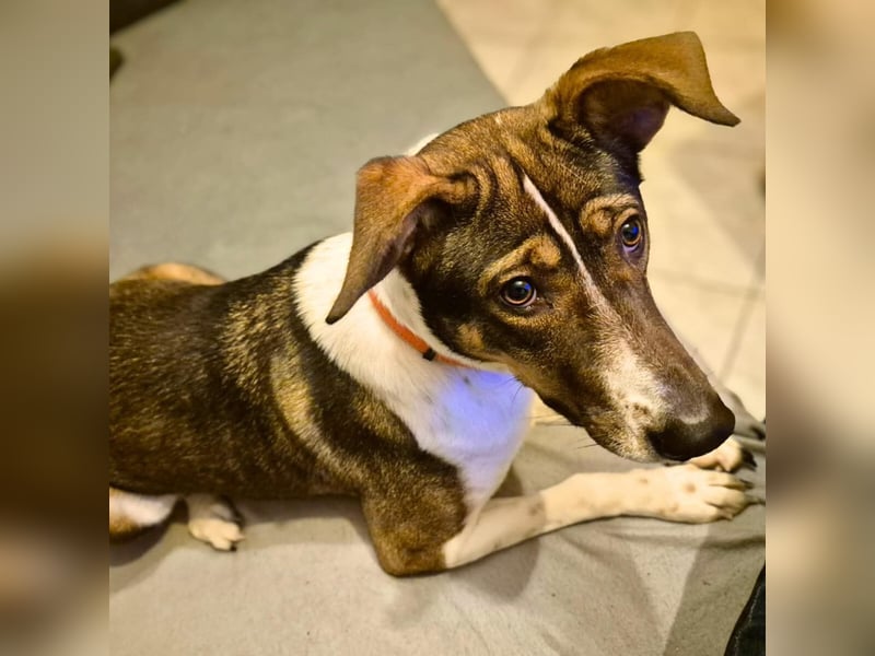 Joy - verschmust&verspielt