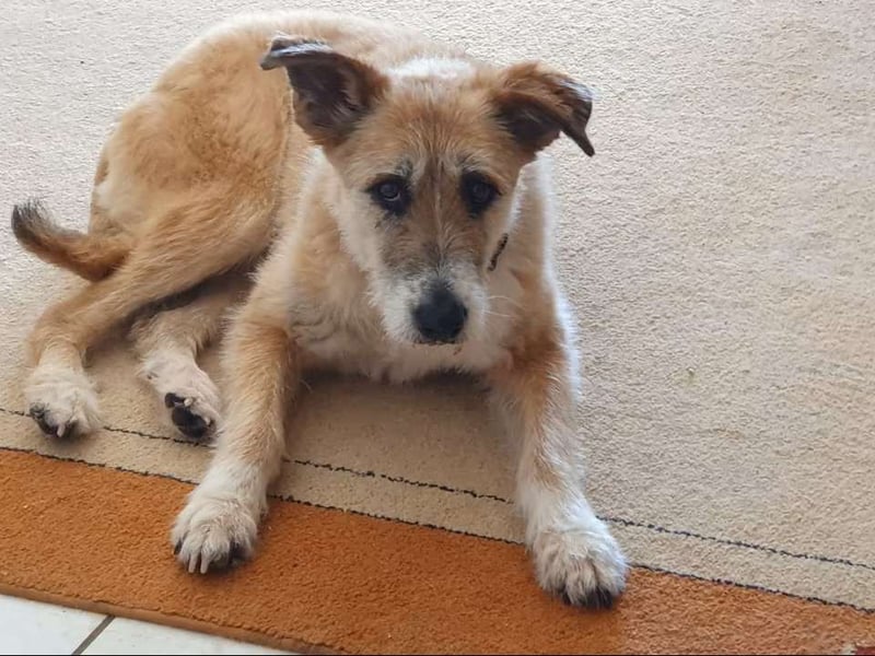 Liebe Terriermixhündin sucht Zuhause als Zweithund