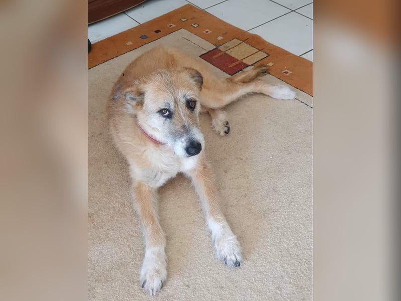 Liebe Terriermixhündin sucht Zuhause als Zweithund
