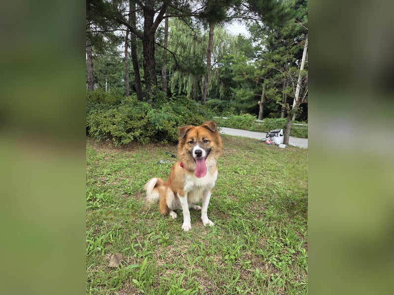 Der Typ für Abenteuer und die Couch, lieber Rüde möchte zu Dir