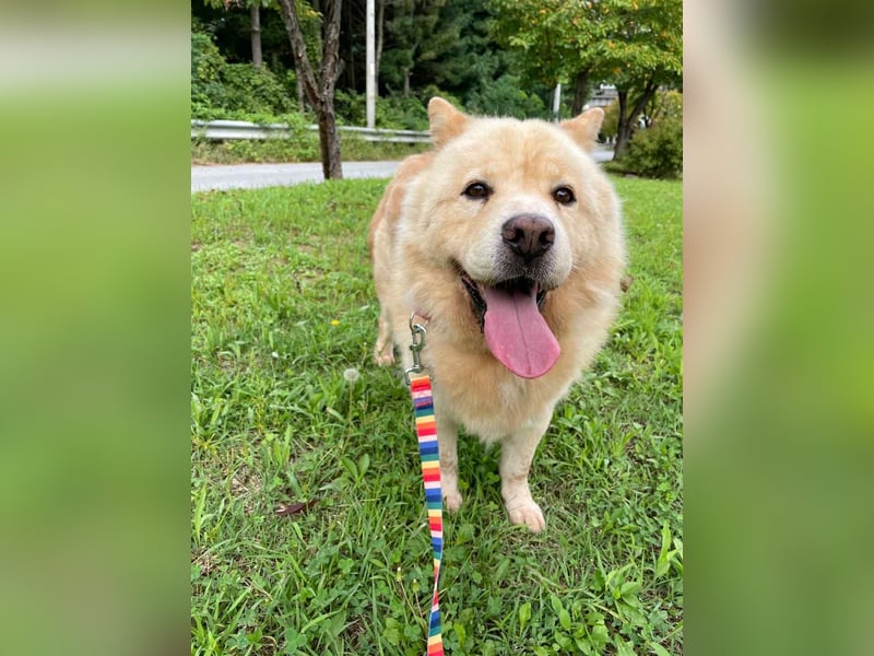 wundervoller Chow Chow Mix, fröhlich und zuckersüß