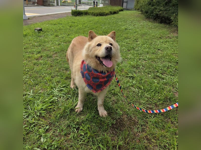 wundervoller Chow Chow Mix, fröhlich und zuckersüß