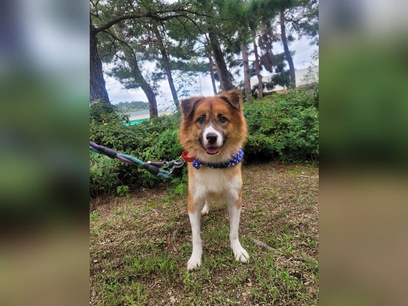 Der Typ für Abenteuer und die Couch, lieber Rüde möchte zu Dir