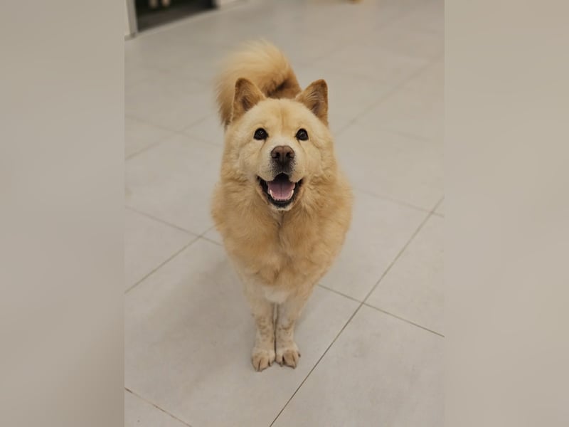 wundervoller Chow Chow Mix, fröhlich und zuckersüß