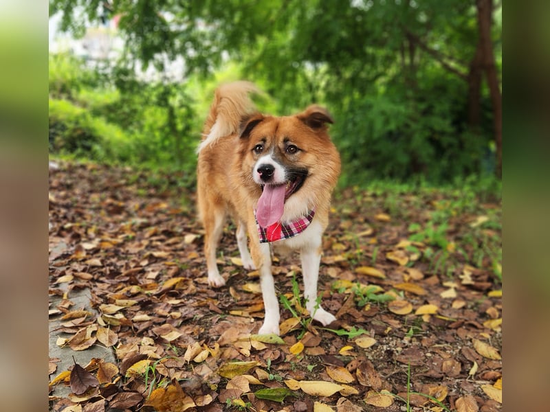 Der Typ für Abenteuer und die Couch, lieber Rüde möchte zu Dir