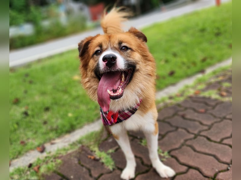 Der Typ für Abenteuer und die Couch, lieber Rüde möchte zu Dir