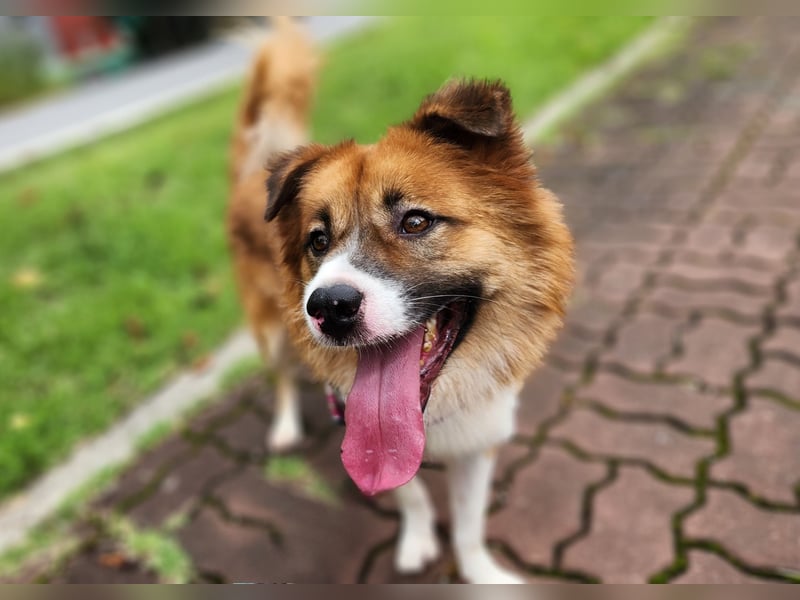 Der Typ für Abenteuer und die Couch, lieber Rüde möchte zu Dir