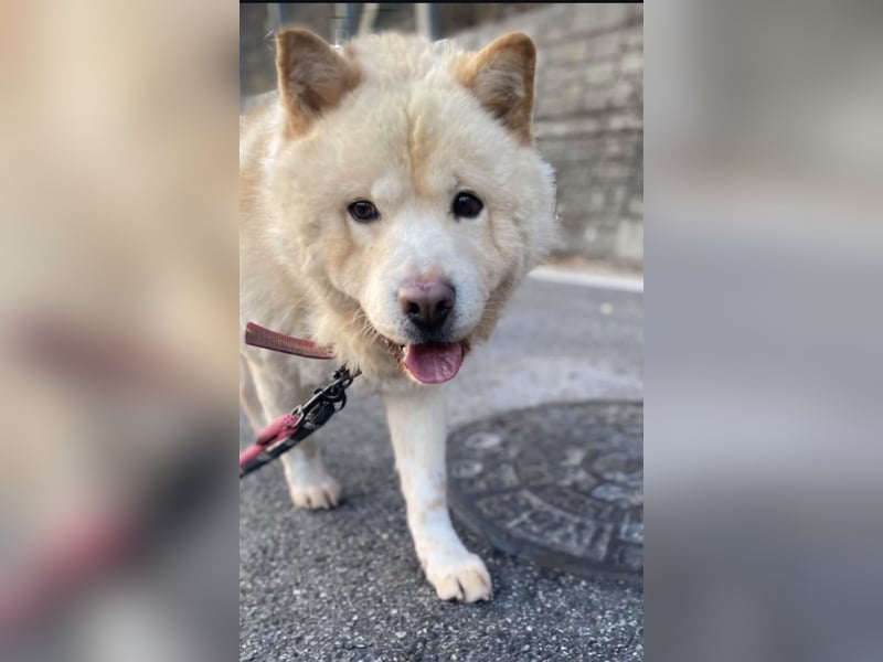 wundervoller Chow Chow Mix, fröhlich und zuckersüß