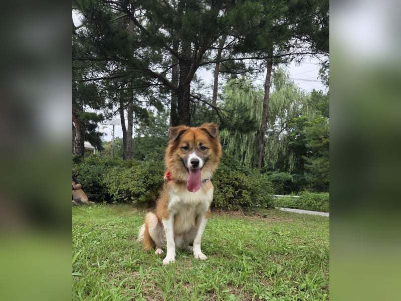 Der Typ für Abenteuer und die Couch, lieber Rüde möchte zu Dir