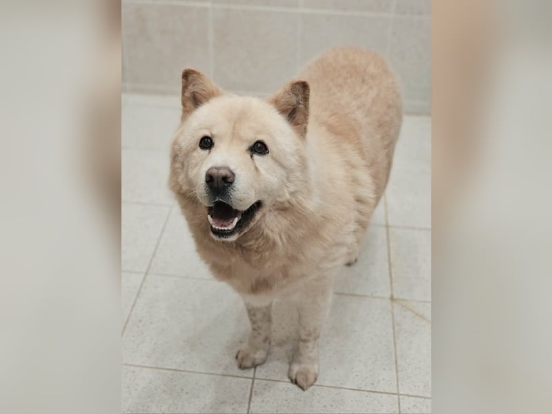 wundervoller Chow Chow Mix, fröhlich und zuckersüß