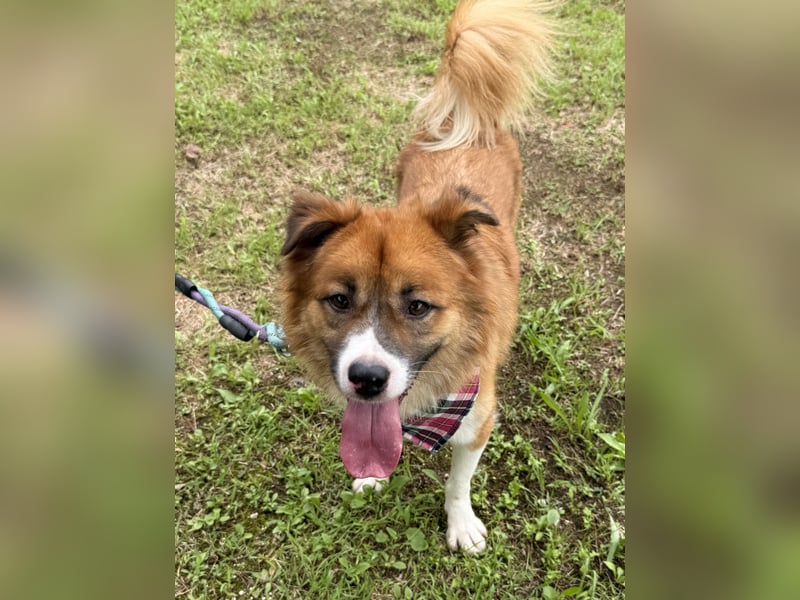 Der Typ für Abenteuer und die Couch, lieber Rüde möchte zu Dir