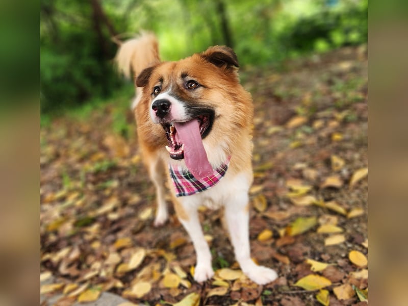 Der Typ für Abenteuer und die Couch, lieber Rüde möchte zu Dir