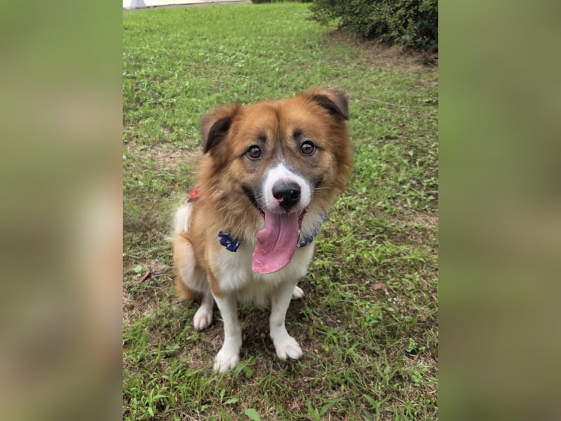 Der Typ für Abenteuer und die Couch, lieber Rüde möchte zu Dir