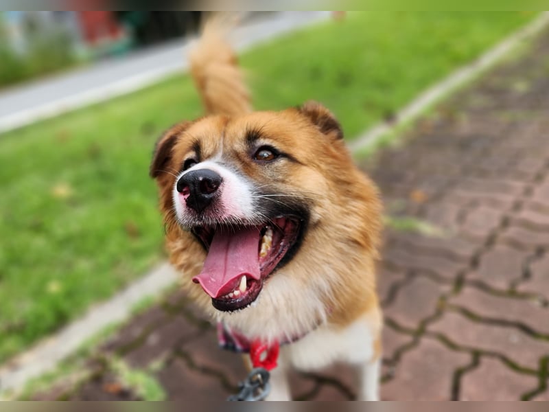 Der Typ für Abenteuer und die Couch, lieber Rüde möchte zu Dir