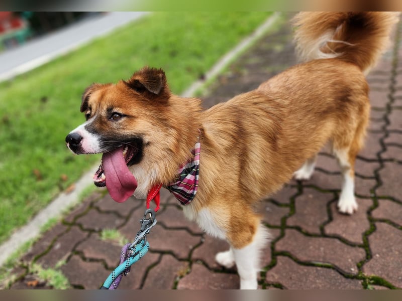 Der Typ für Abenteuer und die Couch, lieber Rüde möchte zu Dir