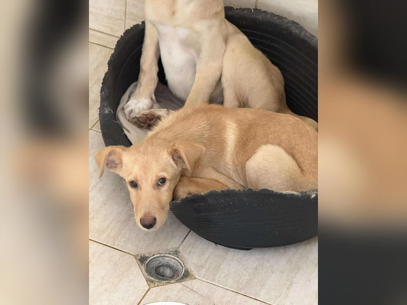 Yuri - Kleines Herz sucht Liebe ❤️