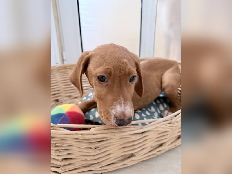 Dobby – kleiner Kämpfer sucht einen sicheren Platz fürs Leben❤️