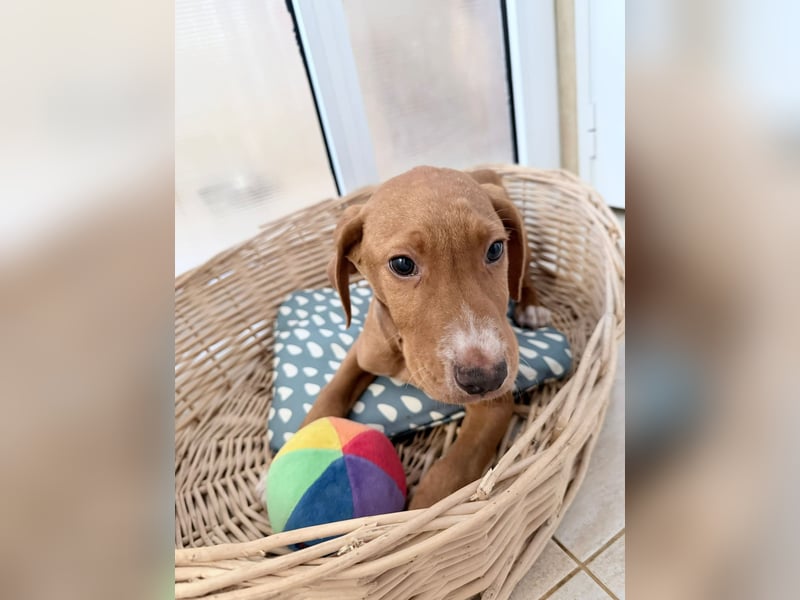 Dobby – kleiner Kämpfer sucht einen sicheren Platz fürs Leben❤️