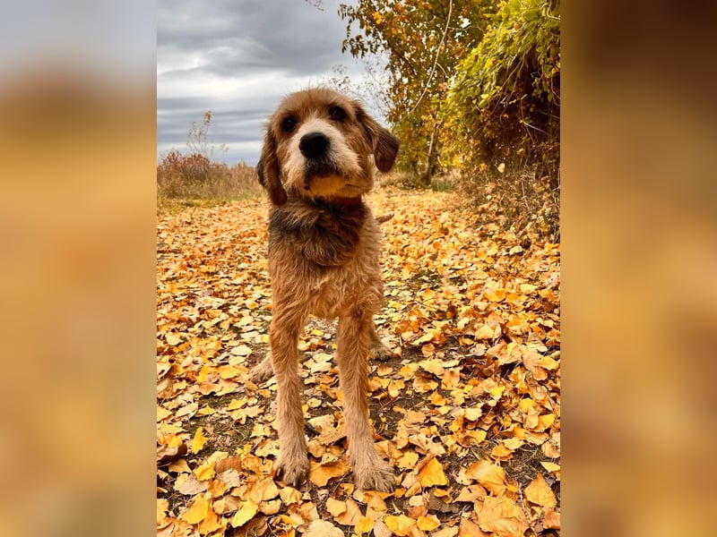 Brandy - Senior auf vier Pfoten sucht liebevolles Zuhause ❤️