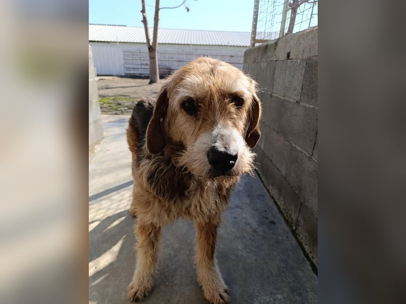 Brandy - Senior auf vier Pfoten sucht liebevolles Zuhause ❤️