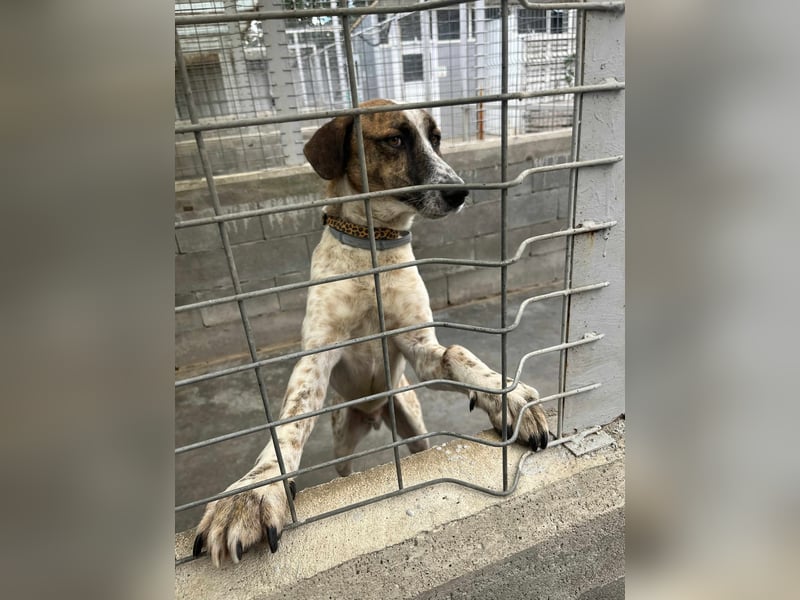 Mecho - freundlicher Rüde sucht liebevolles Zuhause ❤️