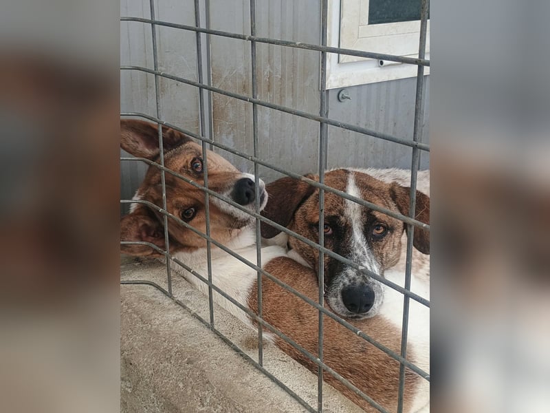 Mecho - freundlicher Rüde sucht liebevolles Zuhause ❤️