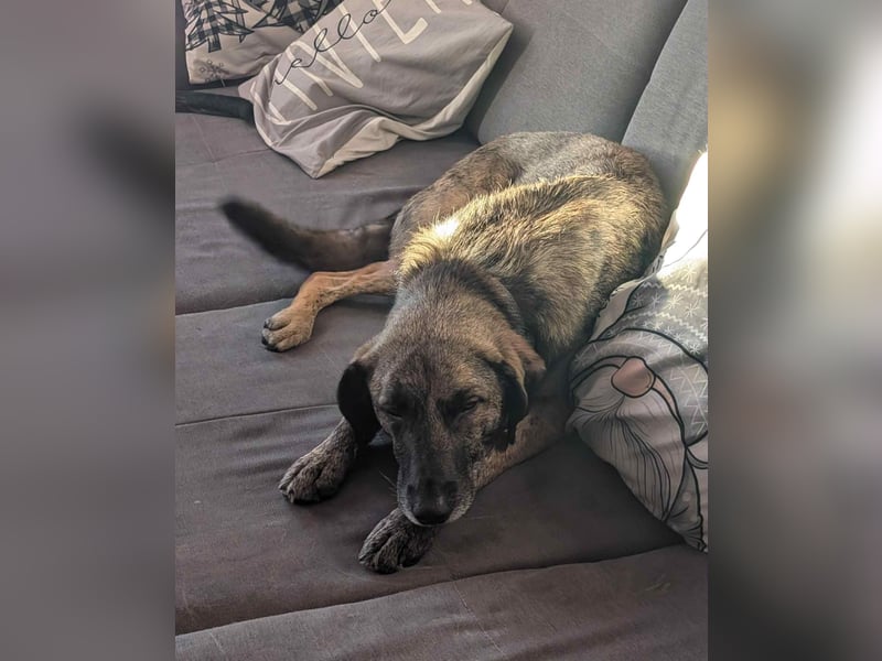 Murphy – sanfter Herzenshund sucht erneut sein Glück ❤️