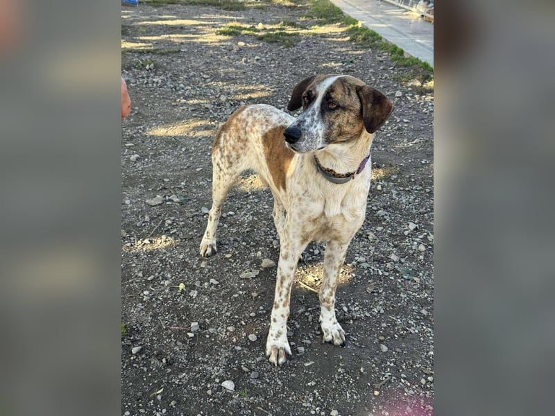 Mecho - freundlicher Rüde sucht liebevolles Zuhause ❤️