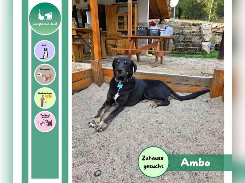 Zweiter Anlauf ins Glück: Ambo sucht seine Familie ❤️