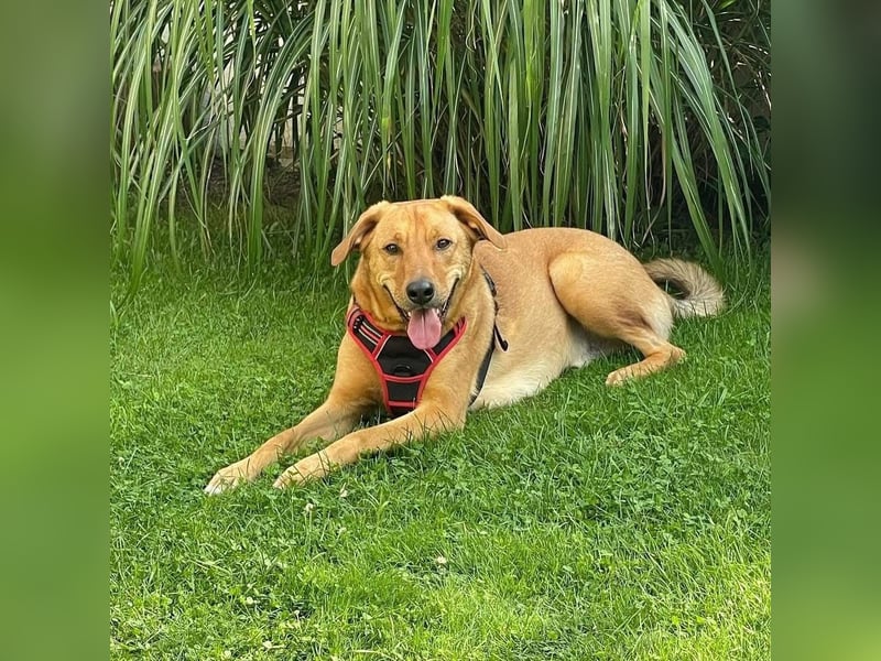 Fiete - Liebe Hundeseele sucht dringend sicheren Hafen ❤️