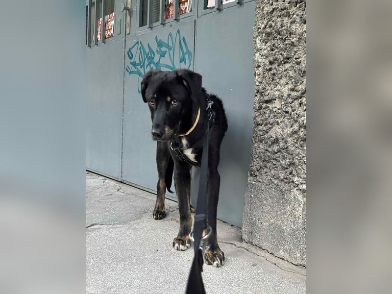 Zweiter Anlauf ins Glück: Ambo sucht seine Familie ❤️