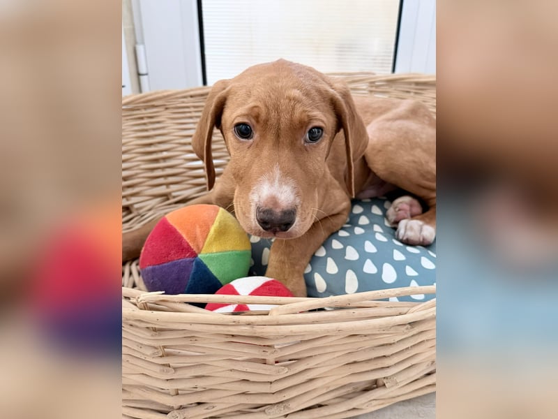 Dobby – kleiner Kämpfer sucht einen sicheren Platz fürs Leben❤️