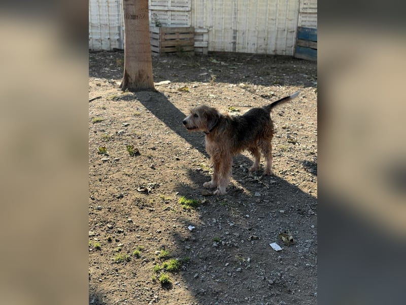 Brandy - Senior auf vier Pfoten sucht liebevolles Zuhause ❤️