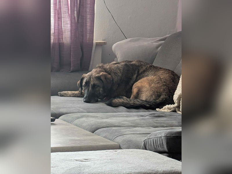 Murphy – sanfter Herzenshund sucht erneut sein Glück ❤️