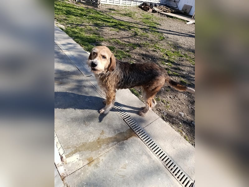 Brandy - Senior auf vier Pfoten sucht liebevolles Zuhause ❤️