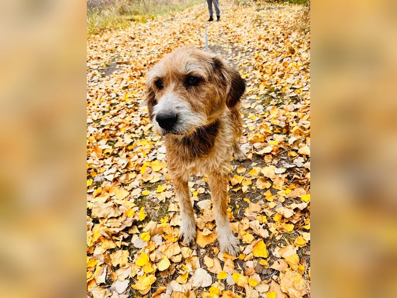 Brandy - Senior auf vier Pfoten sucht liebevolles Zuhause ❤️