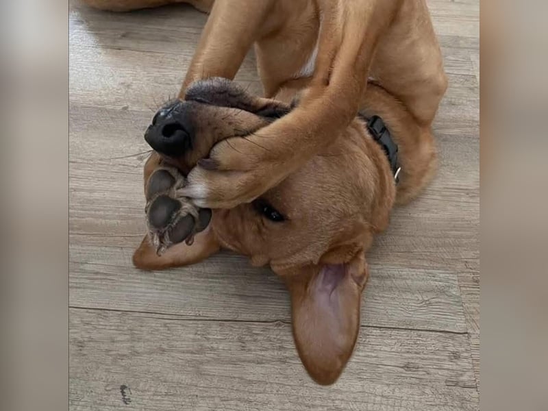 Fiete - Liebe Hundeseele sucht dringend sicheren Hafen ❤️