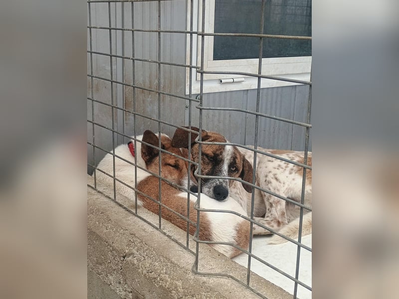 Mecho - freundlicher Rüde sucht liebevolles Zuhause ❤️