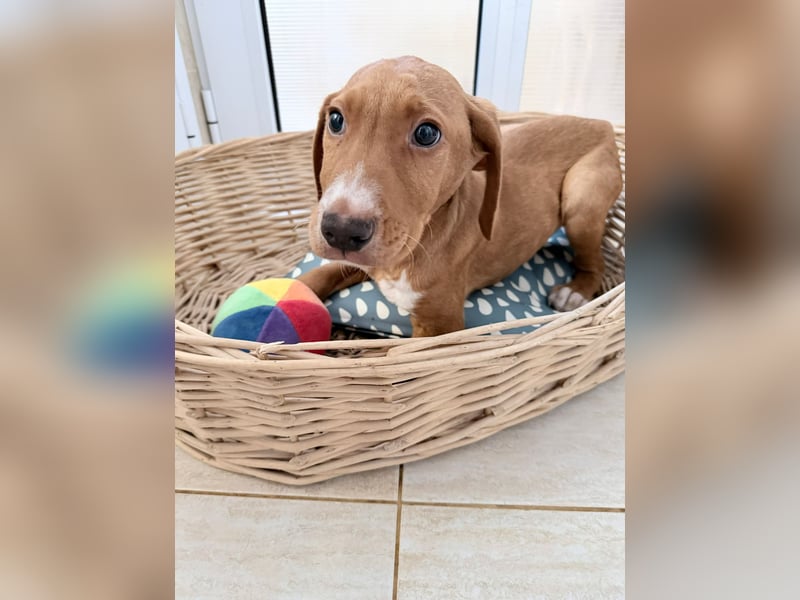 Dobby – kleiner Kämpfer sucht einen sicheren Platz fürs Leben❤️
