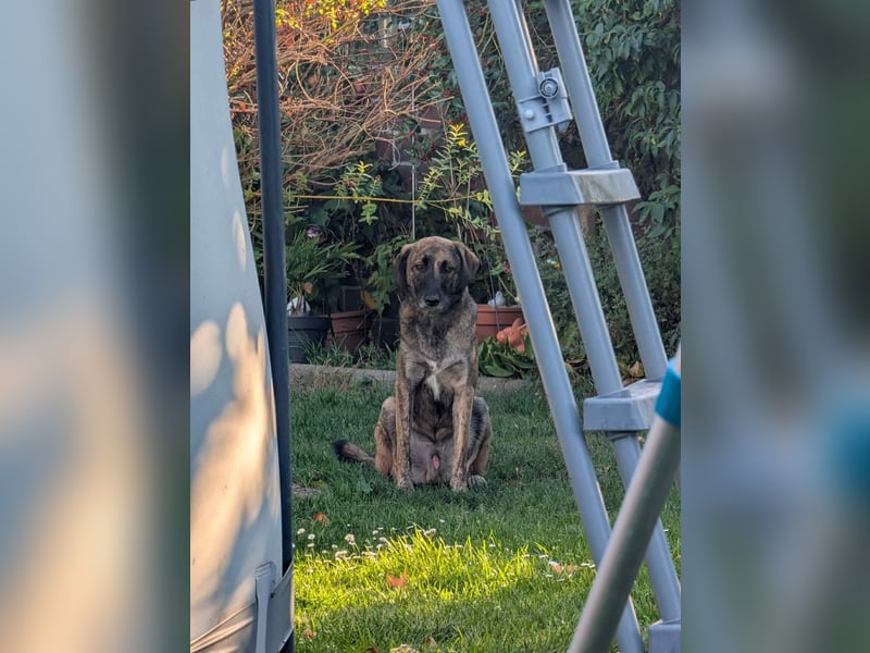 Murphy – sanfter Herzenshund sucht erneut sein Glück ❤️