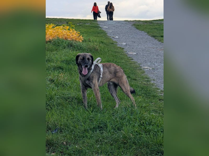 Murphy – sanfter Herzenshund sucht erneut sein Glück ❤️