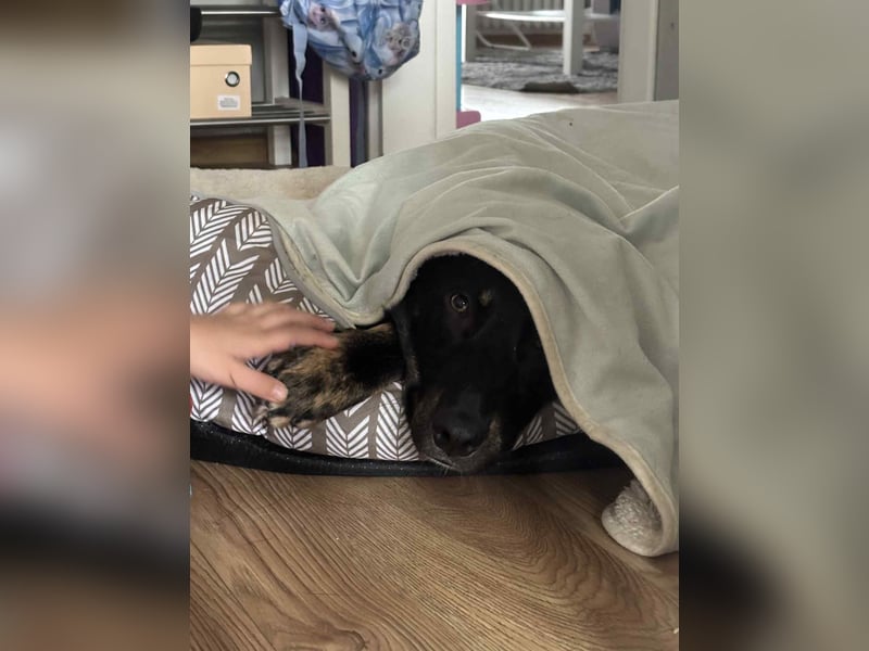 Zweiter Anlauf ins Glück: Ambo sucht seine Familie ❤️