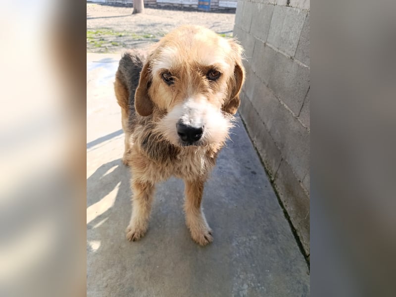 Brandy - Senior auf vier Pfoten sucht liebevolles Zuhause ❤️