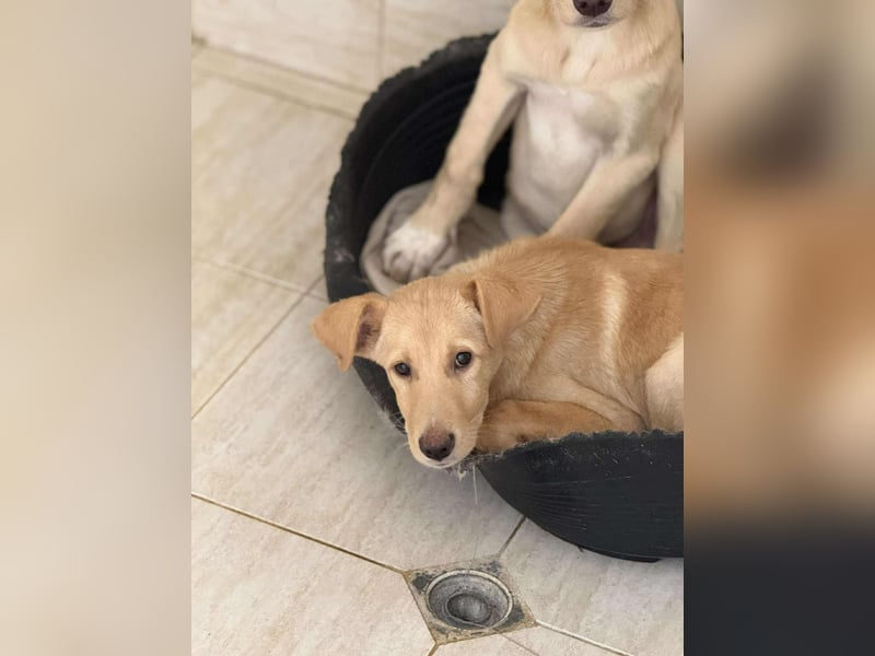 Yuri - Kleines Herz sucht Liebe ❤️