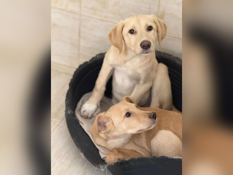 Yuri - Kleines Herz sucht Liebe ❤️