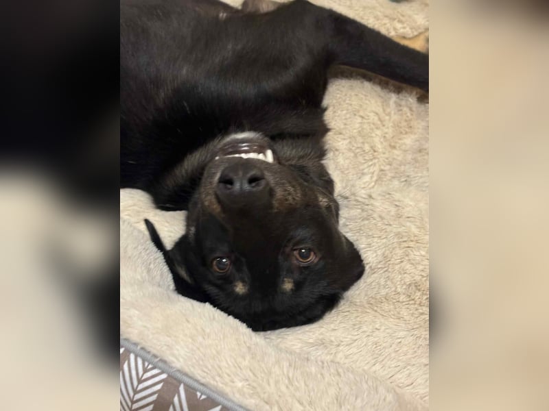 Zweiter Anlauf ins Glück: Ambo sucht seine Familie ❤️