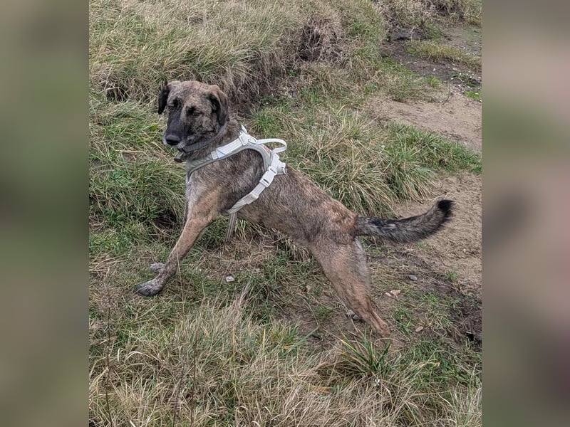 Murphy – sanfter Herzenshund sucht erneut sein Glück ❤️